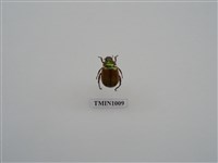 藏品(黃豔金龜)的圖片